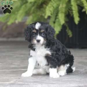 Carrie, Cavapoo Puppy